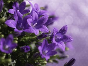 Preview wallpaper bells, flowers, drops, purple, flowing