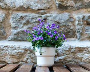 Preview wallpaper bells, flowers, pot, blur, stones, boards