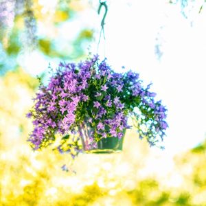 Preview wallpaper bells, flowers, pot, summer