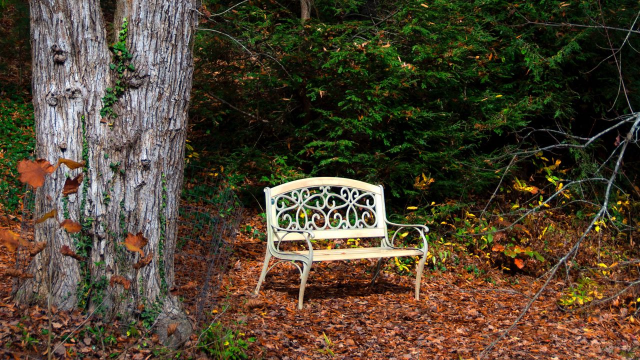 Wallpaper bench, autumn, foliage, tree