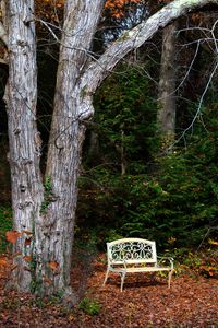 Preview wallpaper bench, autumn, foliage, tree