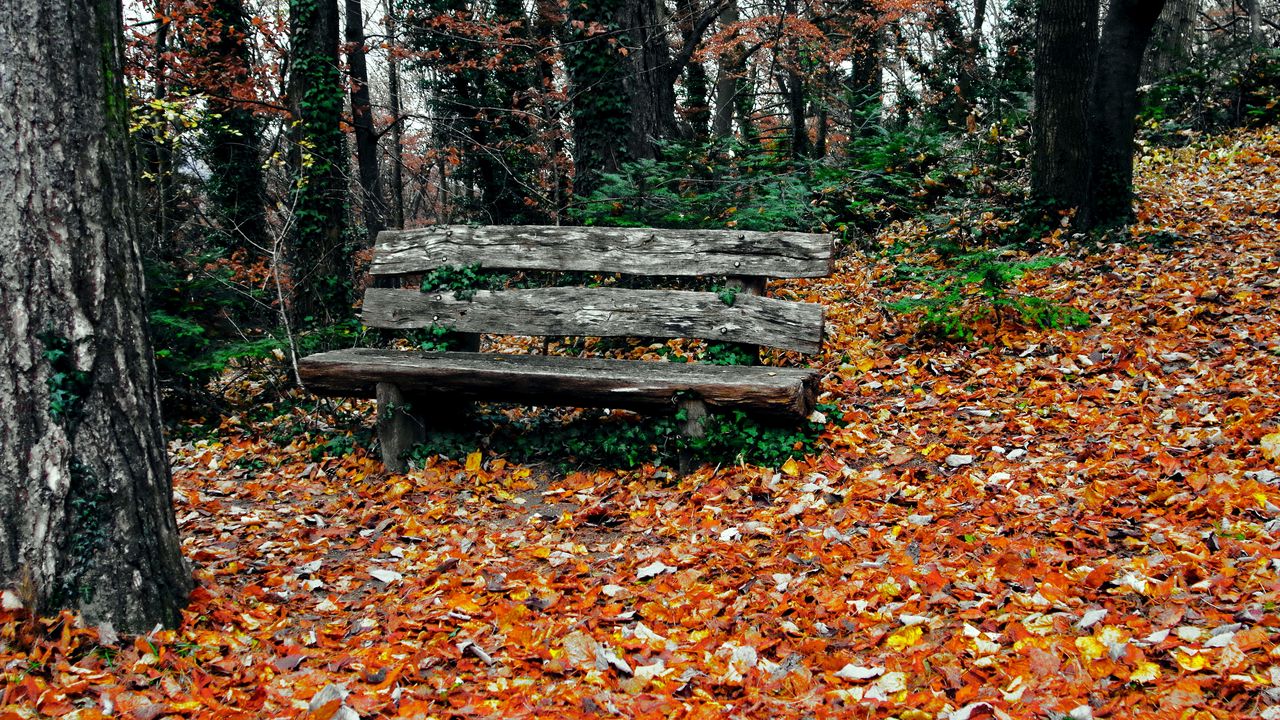 Wallpaper bench, autumn, park, trees