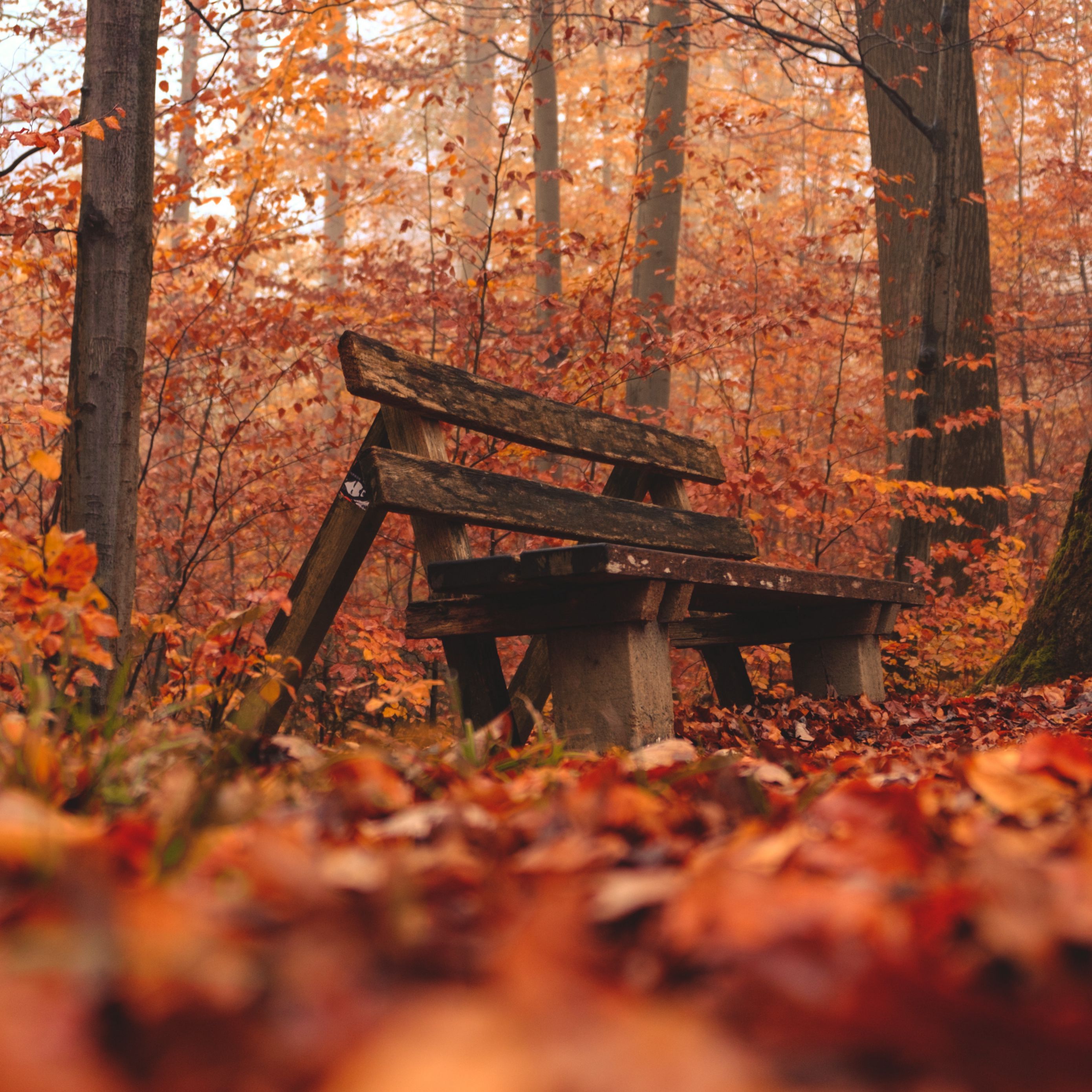 Download Wallpaper 2780x2780 Bench Forest Autumn Nature Ipad Air