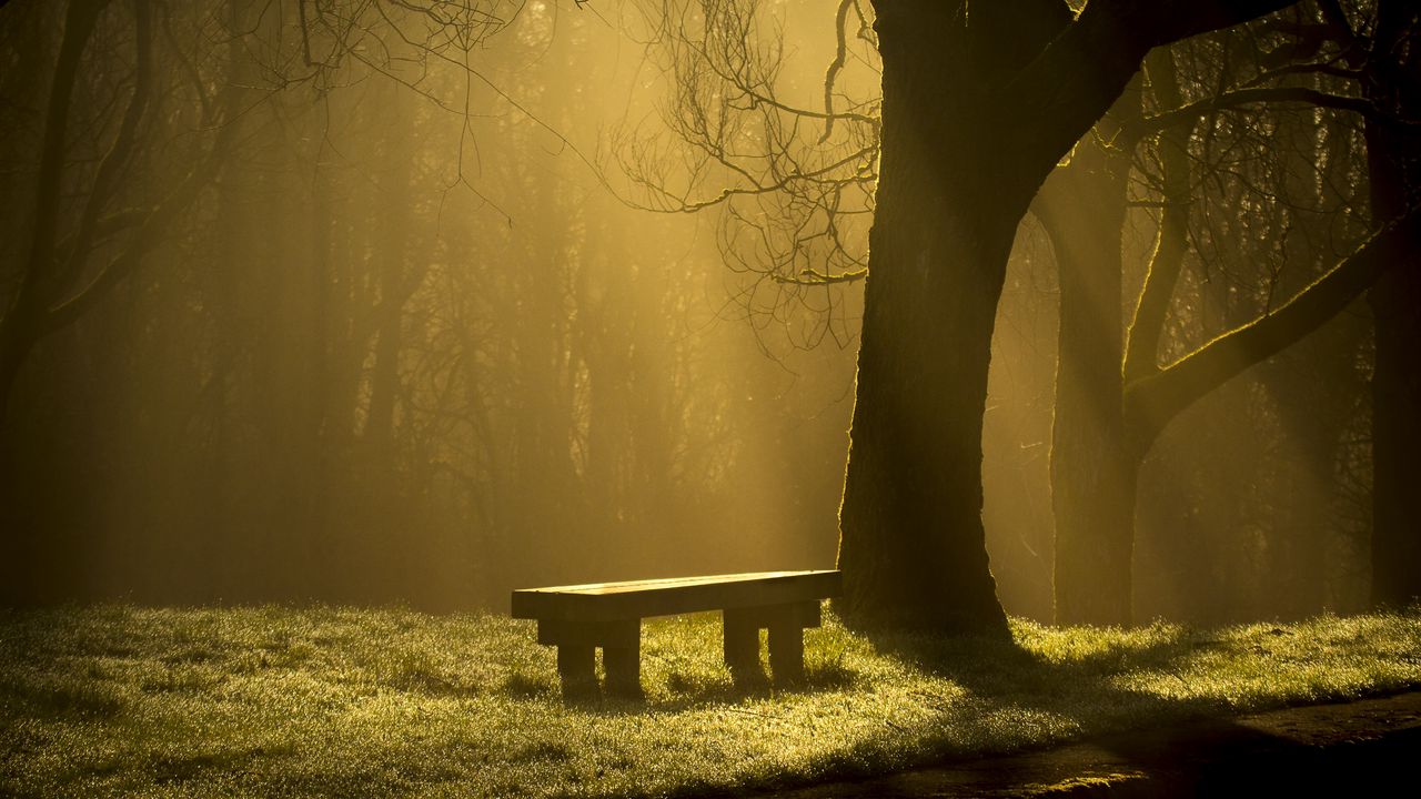 Wallpaper bench, forest, fog