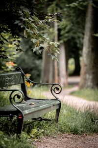 Preview wallpaper bench, maple, branch, grass