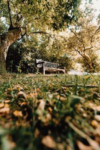Preview wallpaper bench, trees, nature