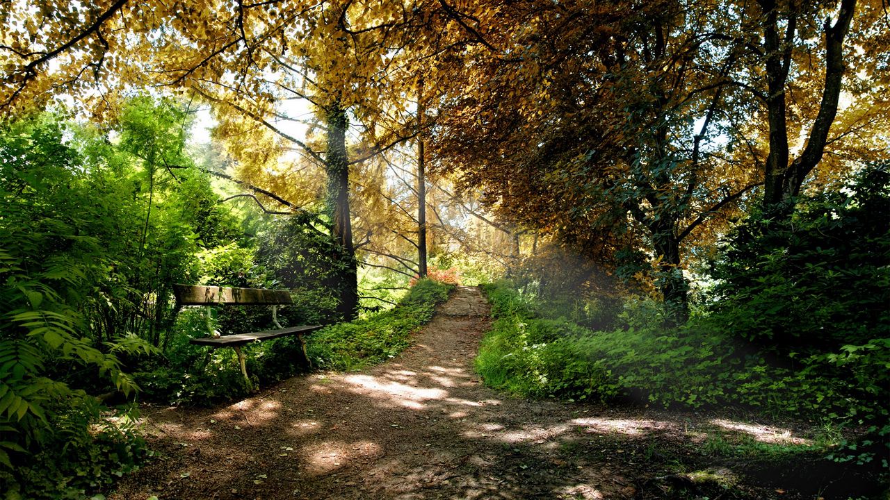 Wallpaper bench, trees, wood, light, shadows, autumn, track