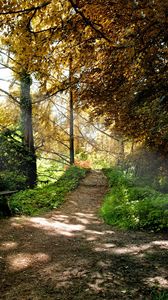 Preview wallpaper bench, trees, wood, light, shadows, autumn, track