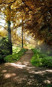 Preview wallpaper bench, trees, wood, light, shadows, autumn, track