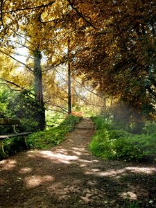 Preview wallpaper bench, trees, wood, light, shadows, autumn, track