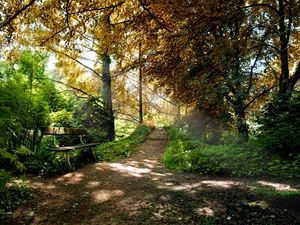 Preview wallpaper bench, trees, wood, light, shadows, autumn, track