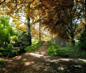 Preview wallpaper bench, trees, wood, light, shadows, autumn, track