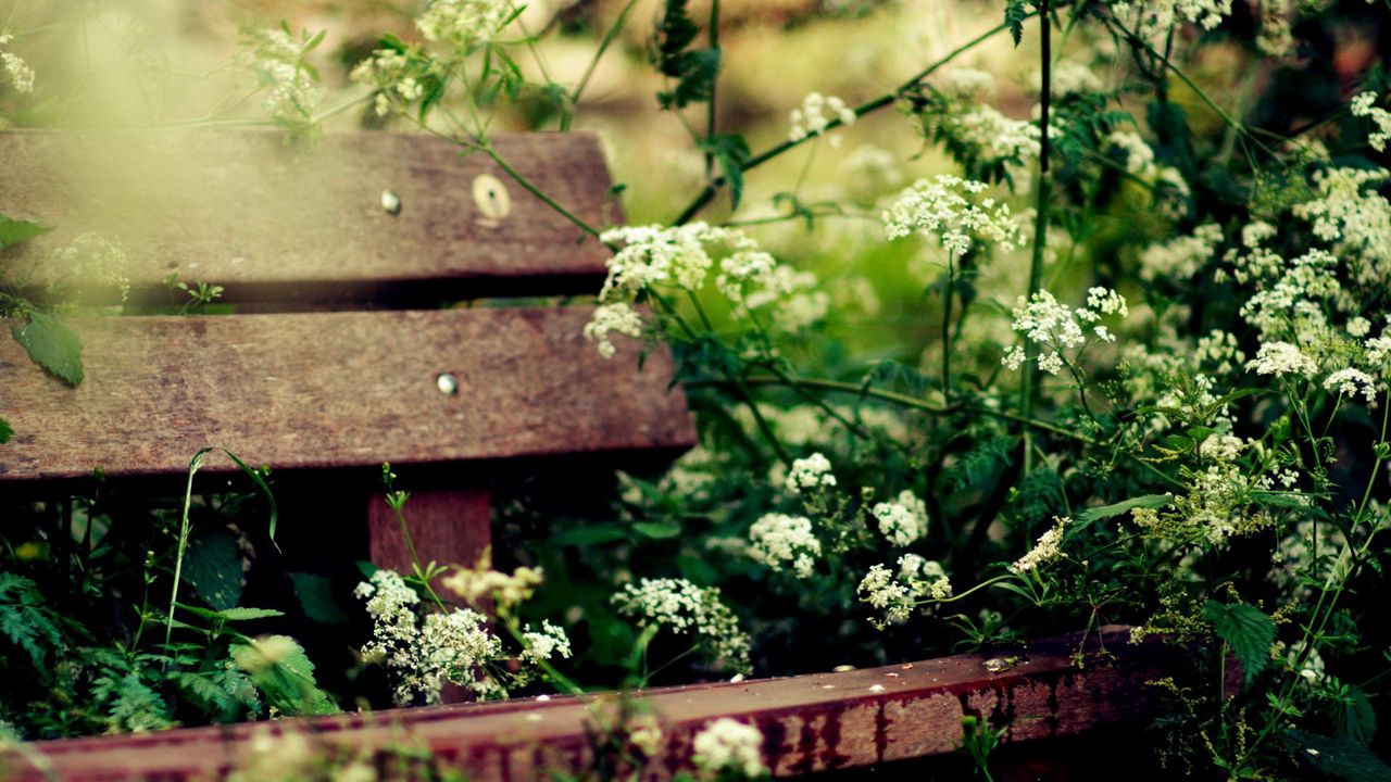 Wallpaper bench, vegetation, summer, flowers, cosiness