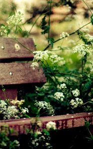 Preview wallpaper bench, vegetation, summer, flowers, cosiness