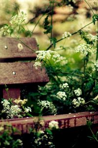 Preview wallpaper bench, vegetation, summer, flowers, cosiness