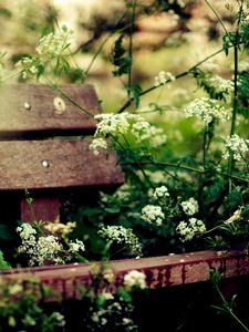 Preview wallpaper bench, vegetation, summer, flowers, cosiness