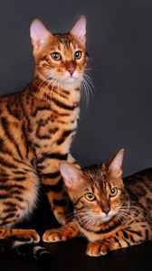 Preview wallpaper bengal cat, cat, couple, leopard color