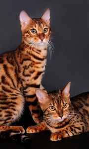 Preview wallpaper bengal cat, cat, couple, leopard color