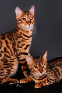 Preview wallpaper bengal cat, cat, couple, leopard color