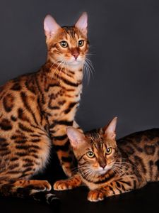 Preview wallpaper bengal cat, cat, couple, leopard color