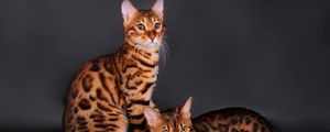 Preview wallpaper bengal cat, cat, couple, leopard color