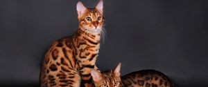 Preview wallpaper bengal cat, cat, couple, leopard color