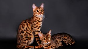 Preview wallpaper bengal cat, cat, couple, leopard color