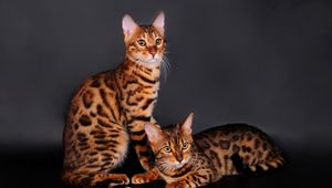 Preview wallpaper bengal cat, cat, couple, leopard color