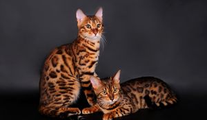 Preview wallpaper bengal cat, cat, couple, leopard color