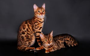 Preview wallpaper bengal cat, cat, couple, leopard color