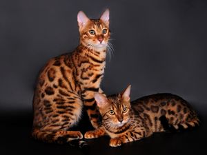 Preview wallpaper bengal cat, cat, couple, leopard color