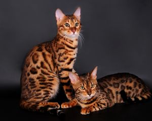 Preview wallpaper bengal cat, cat, couple, leopard color