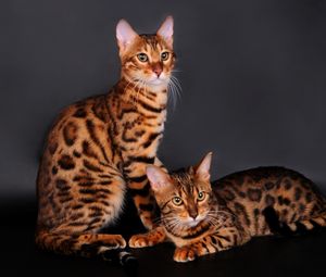 Preview wallpaper bengal cat, cat, couple, leopard color