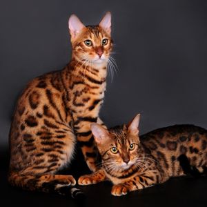 Preview wallpaper bengal cat, cat, couple, leopard color