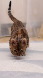 Preview wallpaper bengal cat, cat, spotted