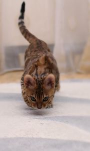 Preview wallpaper bengal cat, cat, spotted