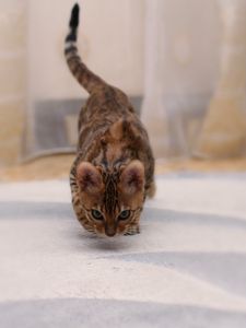 Preview wallpaper bengal cat, cat, spotted