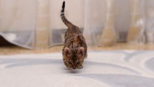 Preview wallpaper bengal cat, cat, spotted