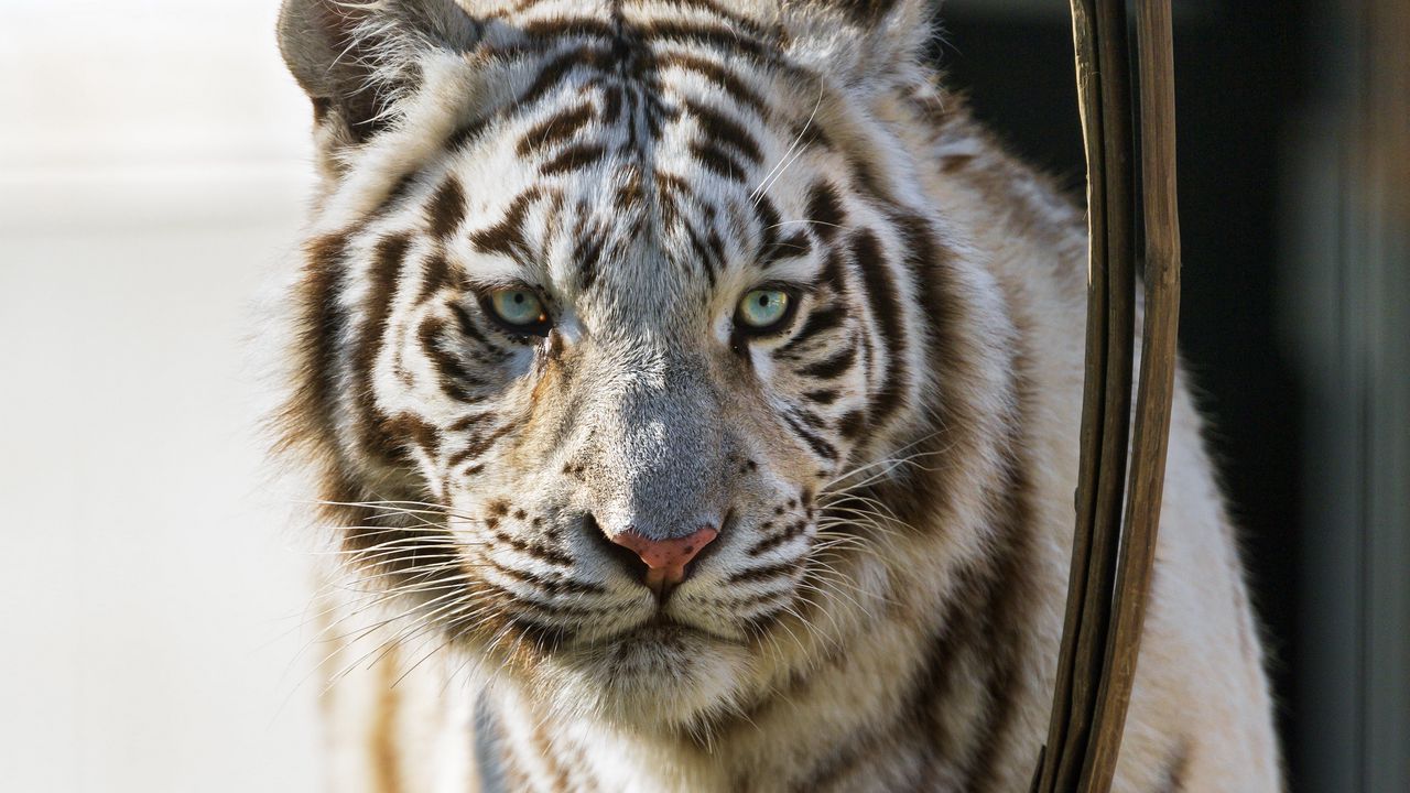 Wallpaper bengal tiger, predator, white
