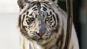 Preview wallpaper bengal tiger, predator, white