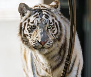 Preview wallpaper bengal tiger, predator, white