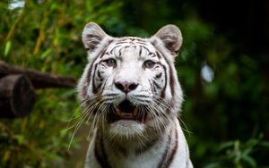 Preview wallpaper bengal tiger, tiger, animal, predator, roar