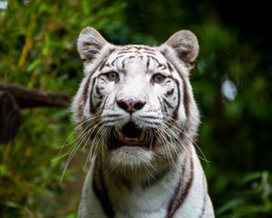 Preview wallpaper bengal tiger, tiger, animal, predator, roar