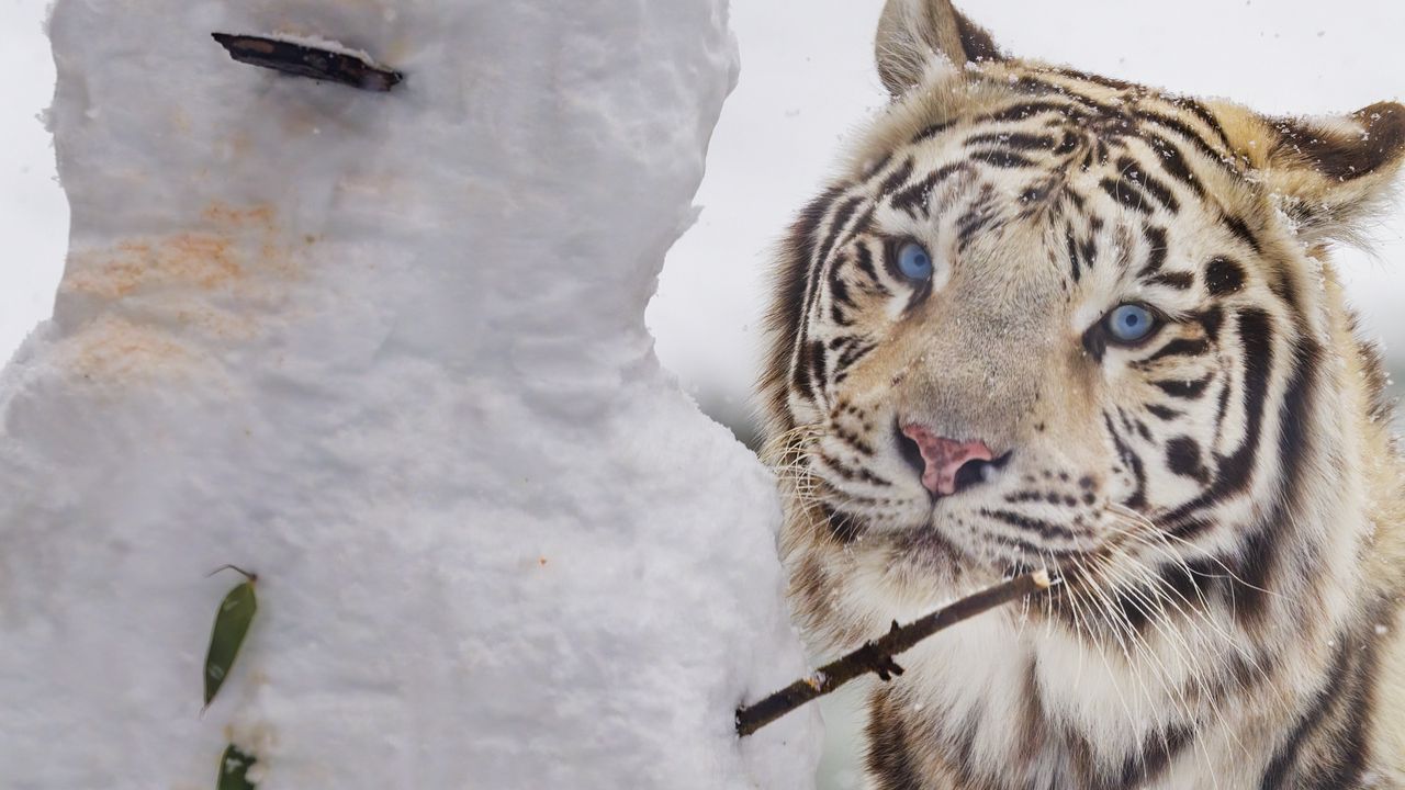 Wallpaper bengal tiger, tiger, animal, snowman, white