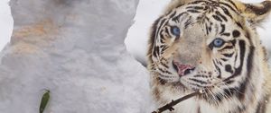 Preview wallpaper bengal tiger, tiger, animal, snowman, white