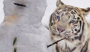 Preview wallpaper bengal tiger, tiger, animal, snowman, white