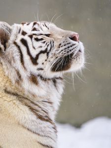 Preview wallpaper bengal tiger, tiger, animal, snow, big cat