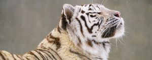 Preview wallpaper bengal tiger, tiger, animal, snow, big cat