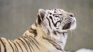 Preview wallpaper bengal tiger, tiger, animal, snow, big cat