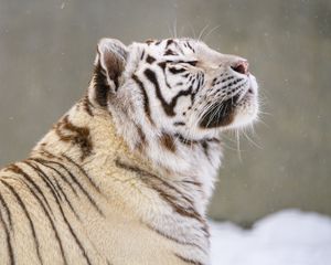 Preview wallpaper bengal tiger, tiger, animal, snow, big cat